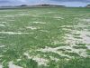 Morieux: plage fermée en raison des algues vertes toxiques