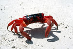 La marche des crabes de l'île Christmas (Christmas Island Red Crabs) 