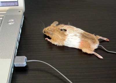 mouse usb