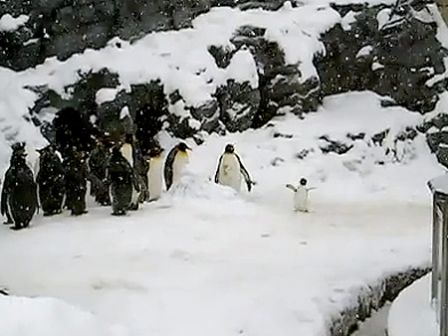 happy pinguin, pingouin heureux