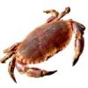 tourteau finistère fête du crabe plouarzel