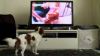 dog tv chaine télé pour les chiens