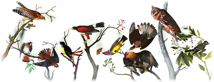 Audubon logo googlr audubon